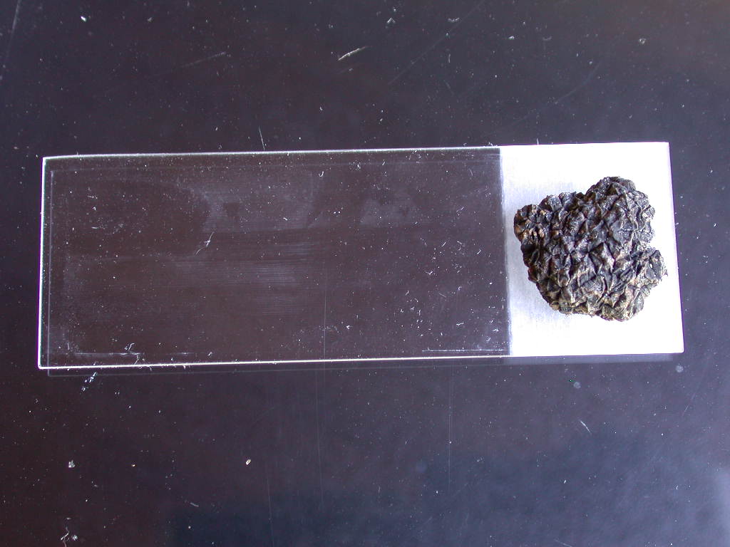 Con l''aiuto del microscopio... QUIZ